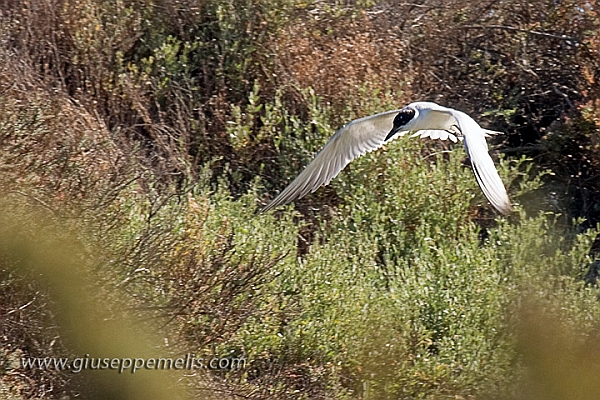 Laguna di Elmas (40D_12576_2rid).jpg
